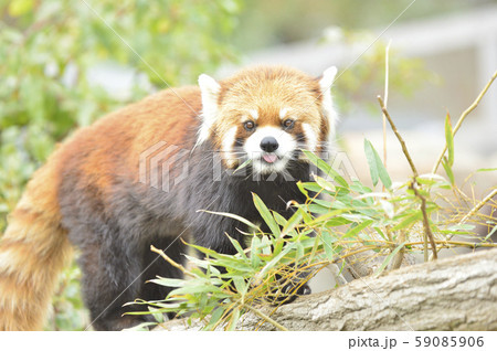 レッサーパンダ かわいい 動物の写真素材