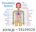 英語で各部位の名称が記載された循環器系のシンプルなイラストのイラスト素材