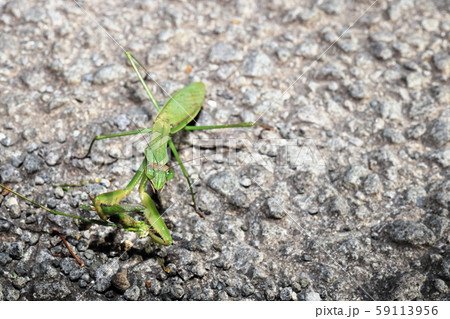 カマキリの写真素材集 ピクスタ