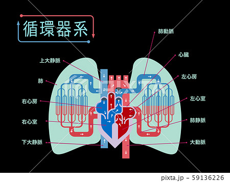 右心房のイラスト素材