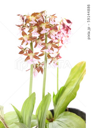 花 蘭 茶色 植物の写真素材