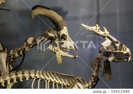 角 羊 頭蓋骨 頭の写真素材