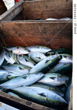 フクラギの写真素材 フクラギの写真素材