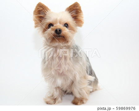 ヨーキー 犬 動物 お座りの写真素材 - PIXTA