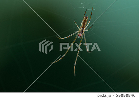 虫 蜘蛛 くも 透明の写真素材