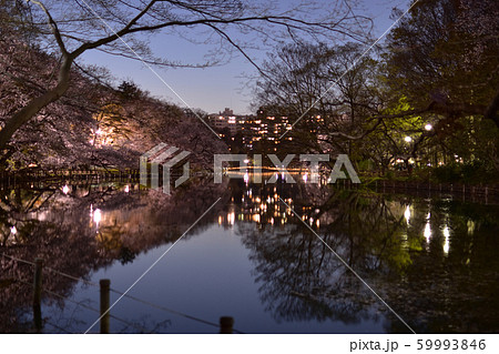 ライトアップ 井の頭公園 井の頭恩賜公園 夜の写真素材