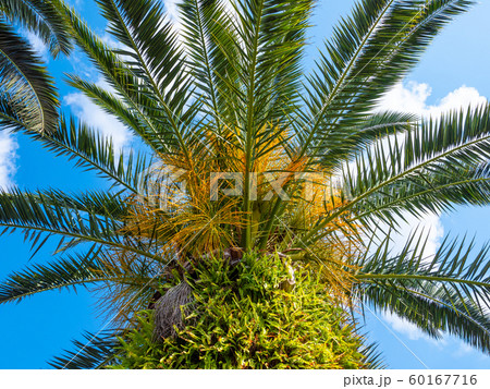 トックリヤシモドキの写真素材