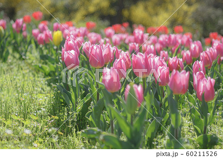 春 花畑 チューリップ ピンクの写真素材