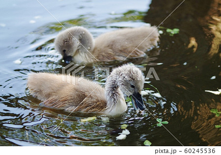 白鳥 ひな 雛 ひな鳥の写真素材