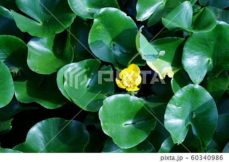 コウホネ 河骨 花 植物の写真素材