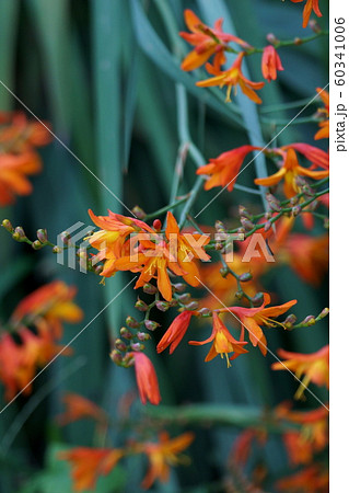 姫檜扇水仙 ヒメヒオウギズイセン 花言葉は 陽気 の写真素材