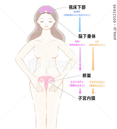 子宮 断面図 女性 体の写真素材