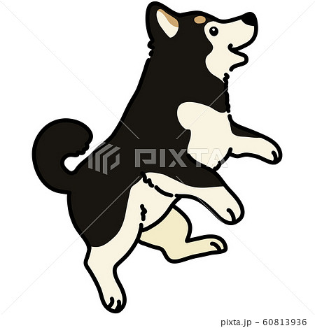 柴犬 日本犬 犬 黒柴のイラスト素材 - PIXTA