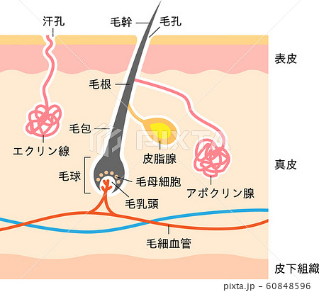 毛 断面 断面図 肌のイラスト素材