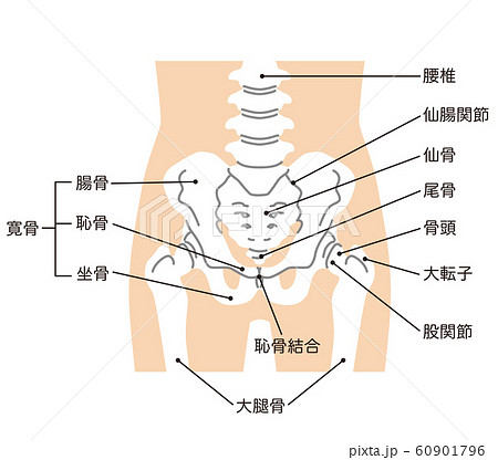 股関節のイラスト素材