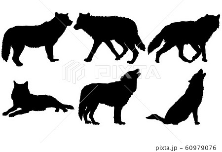 シルエット オオカミ 狼 イラストの写真素材