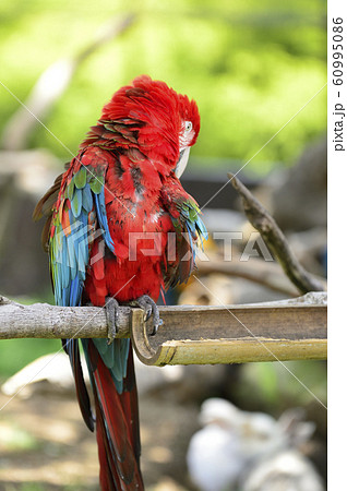 赤いオウムの写真素材