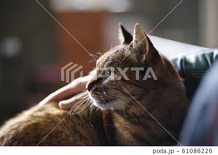 猫 撫でる 膝の写真素材