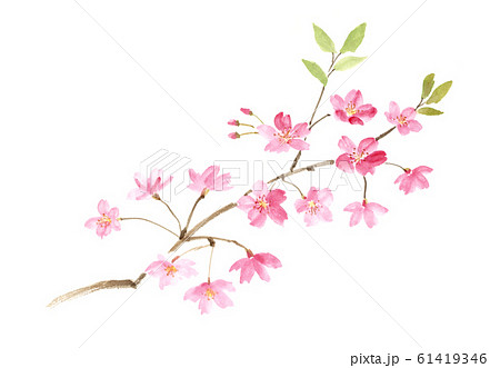 花 桜 墨 水墨画のイラスト素材 - PIXTA