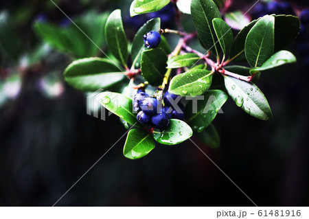 シャリンバイの写真素材