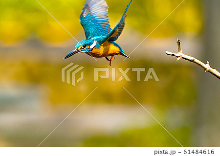 カワセミ 野鳥 飛び立つ 飛ぶの写真素材