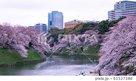 北の丸公園 外堀 染井吉野 千鳥ヶ淵の写真素材