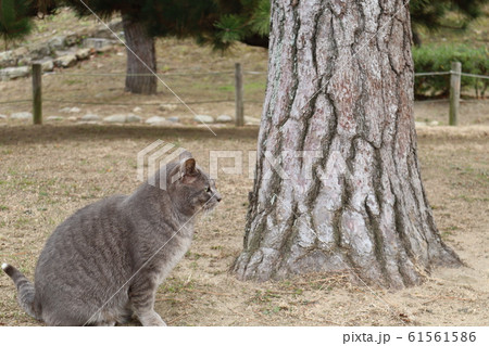 姫路城 姫路 ネコ 猫の写真素材