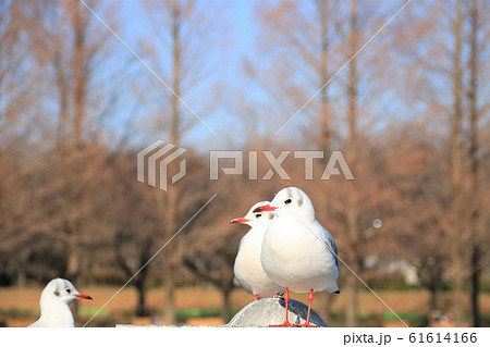 ゆりかもめ 鳥の写真素材