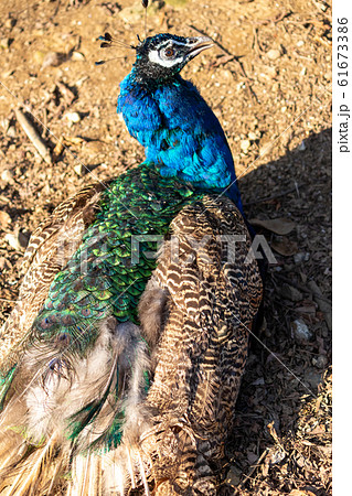 孔雀 鳥 鳥類 背中の写真素材