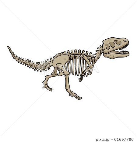 骨 ティラノサウルス 化石 恐竜 美術のイラスト素材
