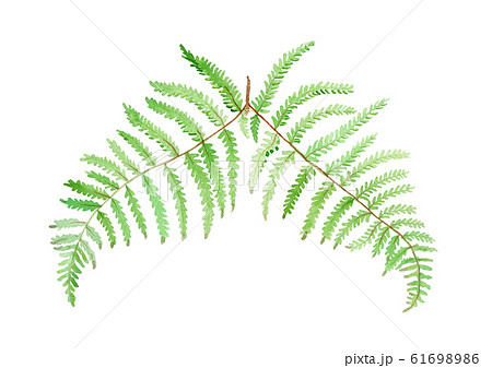 共白髪のイラスト素材