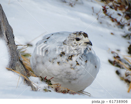 雷鳥 かわいい 冬 雪 可愛いの写真素材