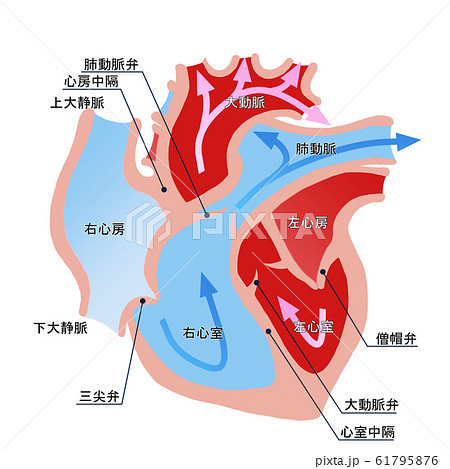 上大静脈のイラスト素材