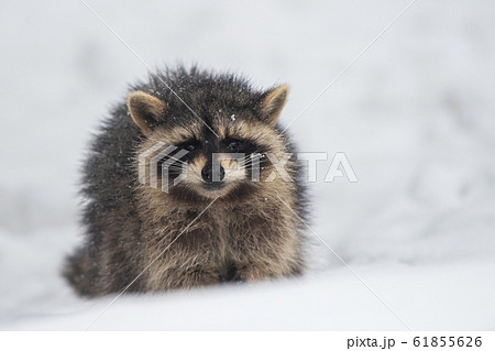 アライグマの写真素材