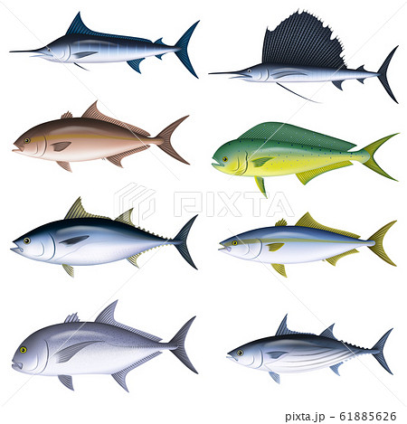 魚 海水魚 イラスト セットのイラスト素材