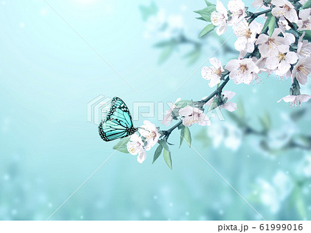 花 桜 蝶 背景の写真素材