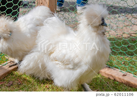ウコッケイ 烏骨鶏 羽毛 ふわふわの写真素材