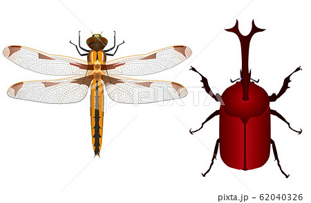 かぶとむし 昆虫 イラスト かわいいのイラスト素材