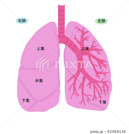 気管支 イラストの写真素材