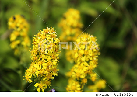 アキノキリンソウ 秋の麒麟草 山野草 野の花の写真素材