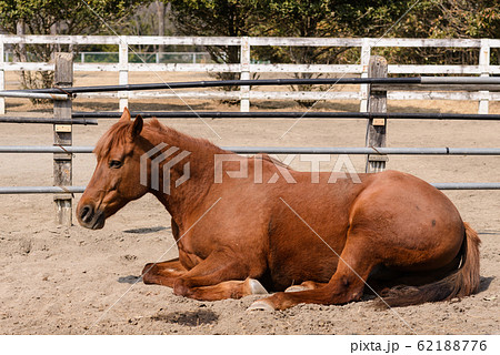 動物 座る 馬 自然の写真素材 - PIXTA