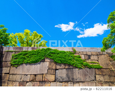 城 つた 壁 植物の写真素材