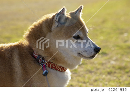 柴犬 横顔 茶色 緑色の写真素材