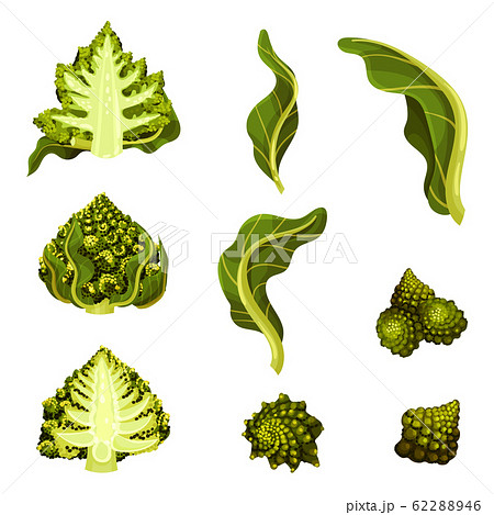 Romanesco Cabbage Isolated On White Background のイラスト素材