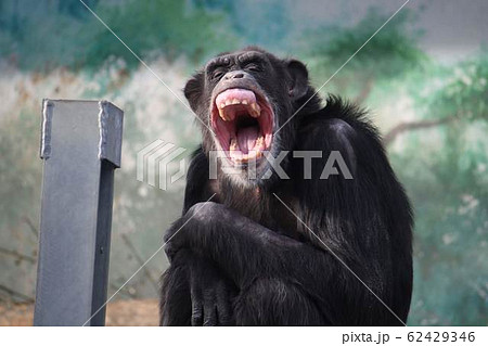 あくび猿 さる サルの写真素材