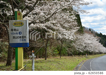 深山桜の写真素材