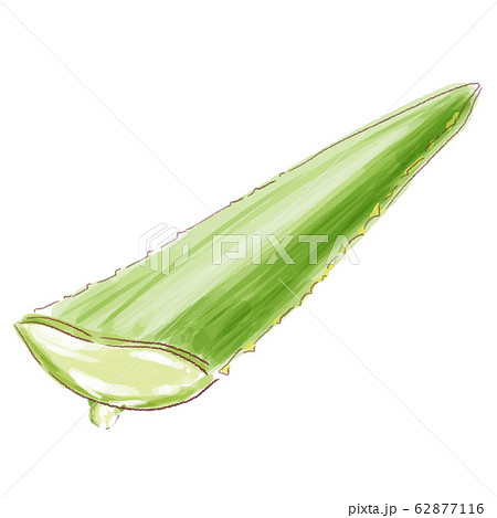 アロエのイラスト素材
