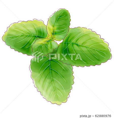 レモンバームのイラスト素材