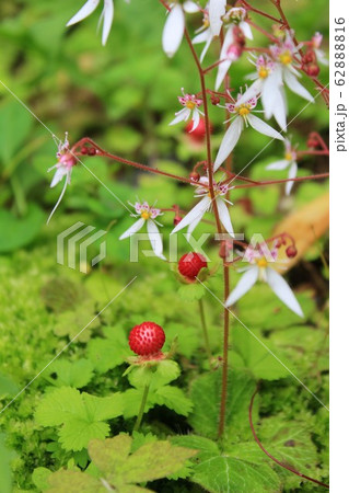 赤い茎 野草 山野草 茎の写真素材