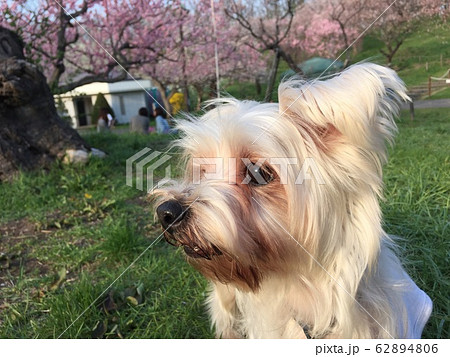犬 マルキーの写真素材